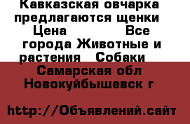 Кавказская овчарка -предлагаются щенки › Цена ­ 20 000 - Все города Животные и растения » Собаки   . Самарская обл.,Новокуйбышевск г.